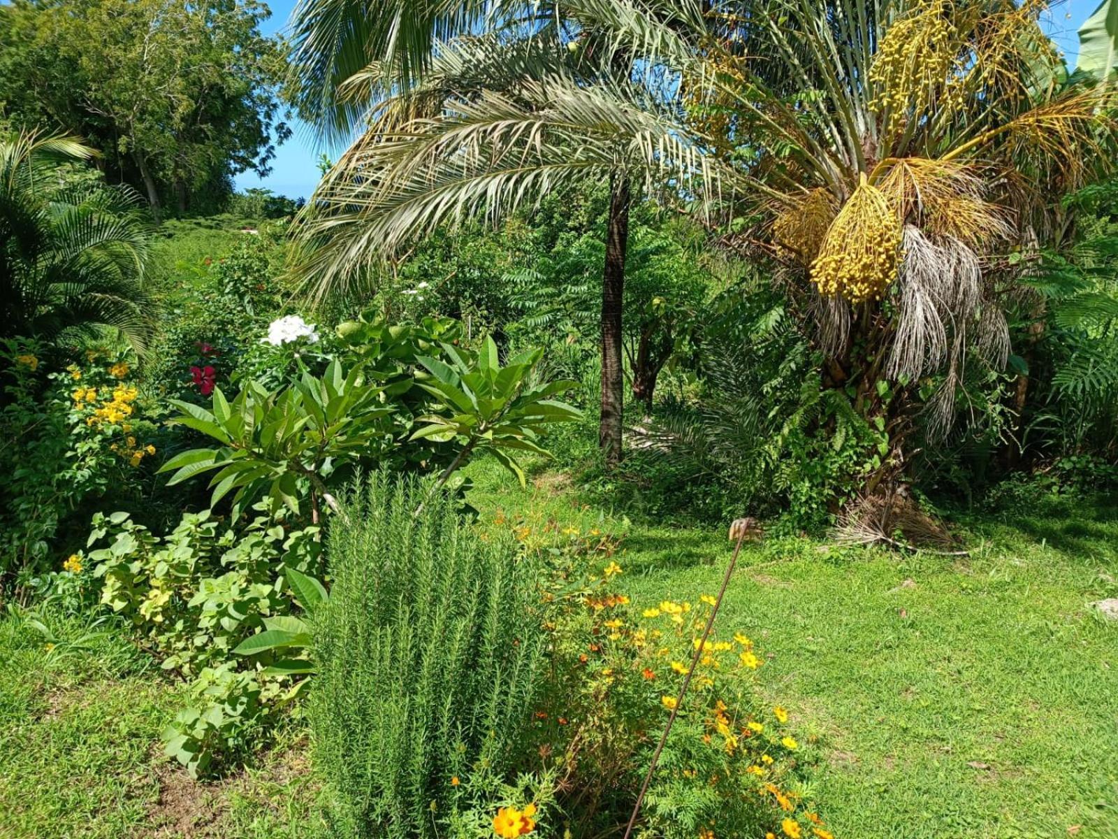 Les Gites Du Sud - O Naturel Gourbeyre Room photo